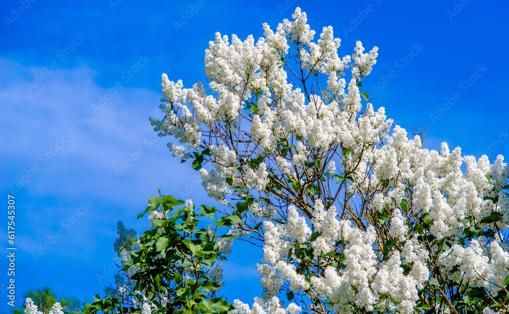Inflorescence of a white lilac against a blue sky
Inflorescence of a white lilac against a blue sky