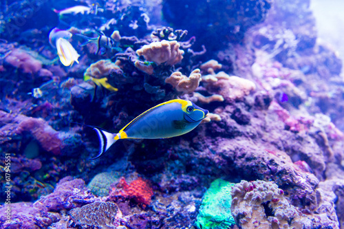 Fototapeta Naklejka Na Ścianę i Meble -  Colorful fish in aquarium
