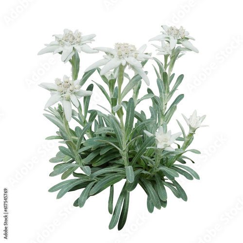Group of Edelweiss flowers with furry petals and leaves. Edelweiss is a mountain flower rare flowering plant in Leontopodium genus belonging to the daisy family native to the European Alps photo