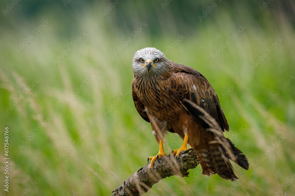 Black kite, Milvus migrans, perched on branch in meadow. Endangered bird of prey in windy summer day. Cute bird with beautiful eyes and feather. Wildlife nature. Natural habitat. Wild black kite. Black kite, Milvus migrans, perched on branch in meadow. Endangered bird of prey in windy summer day. Cute bird with beautiful eyes and feather. Wildlife nature. Natural habitat. Wild black kite.