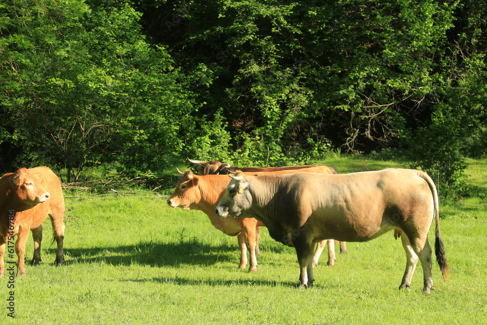 rumiant animals in the countryside with green grass rumiant animals in the countryside with green grass