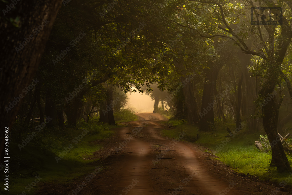 Naklejka premium path in the woods