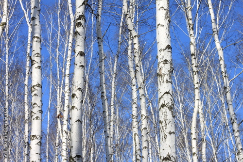 Trunks of birch trees against blue sky  birch forest in sunlight in spring  birch trees in bright sunshine