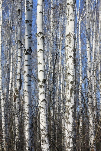 Trunks of birch trees against blue sky  birch forest in sunlight in spring  birch trees in bright sunshine