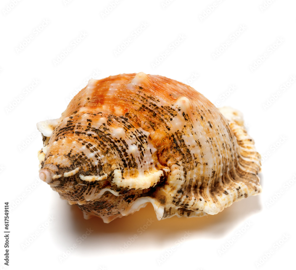 Shell of frog snail (Bursa bubo) isolated on white background. Close-up view.