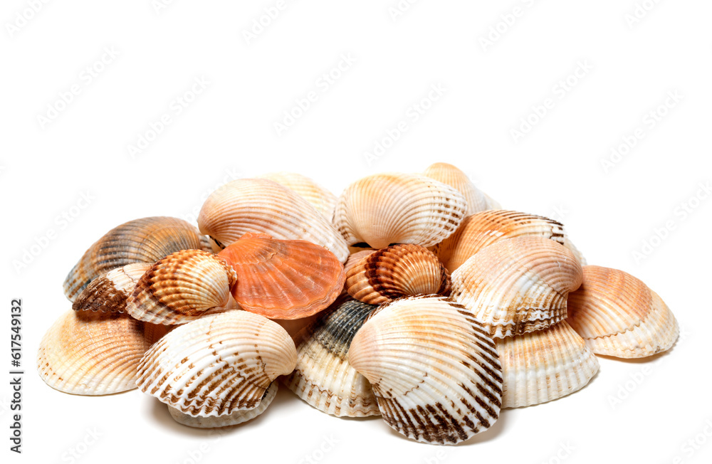 Seashells of anadara and scallop isolated on white background