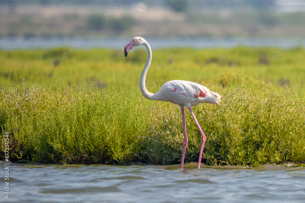 Obraz premium Flamingo » Phoenicopterus roseus » Greater Flamingo