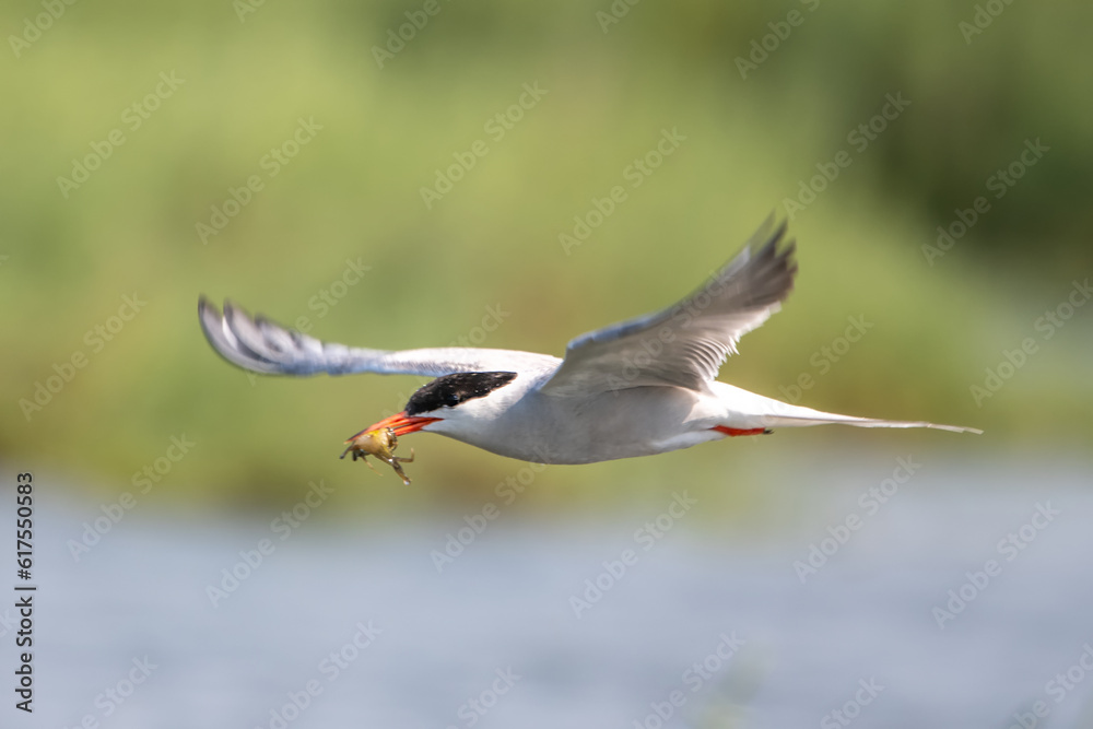 Bıyıklı sumru » Whiskered Tern » Chlidonias hybrida Bıyıklı sumru » Whiskered Tern » Chlidonias hybrida