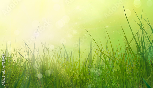 Spring grass. Blur background. Summer nature. Bokeh blurred background.