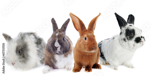 group pf rabbit in front of white background
