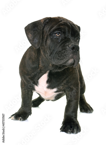 puppy american staffordshire terrier in front of white background © Designpics