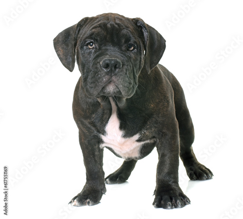 puppy american staffordshire terrier in front of white background © Designpics