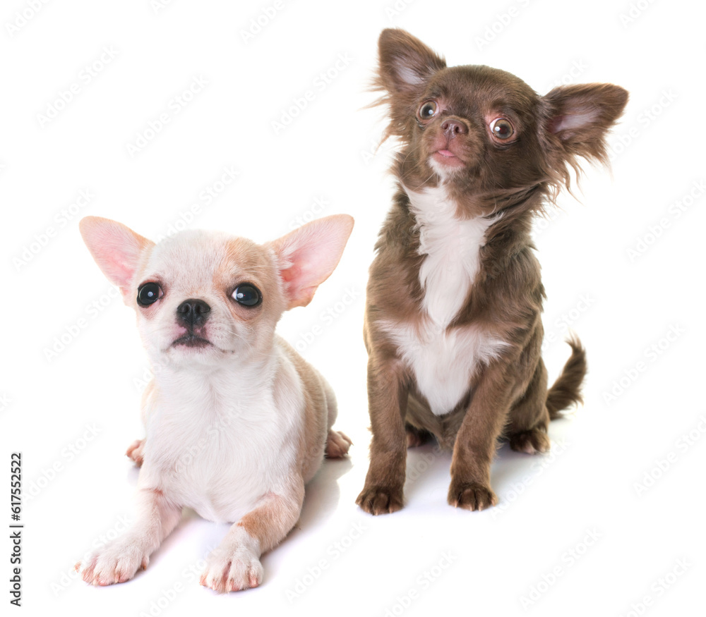 puppies chihuahua in front of white background puppies chihuahua in front of white background