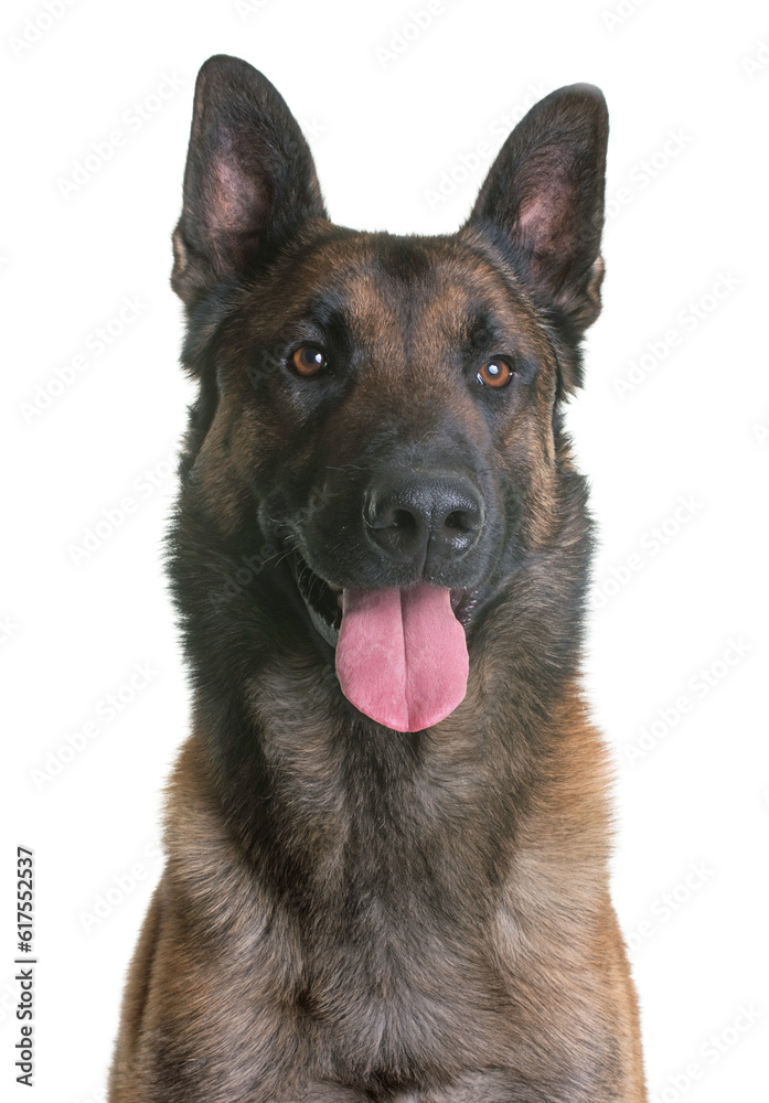 belgian shepherd malinois in front of white background belgian shepherd malinois in front of white background
