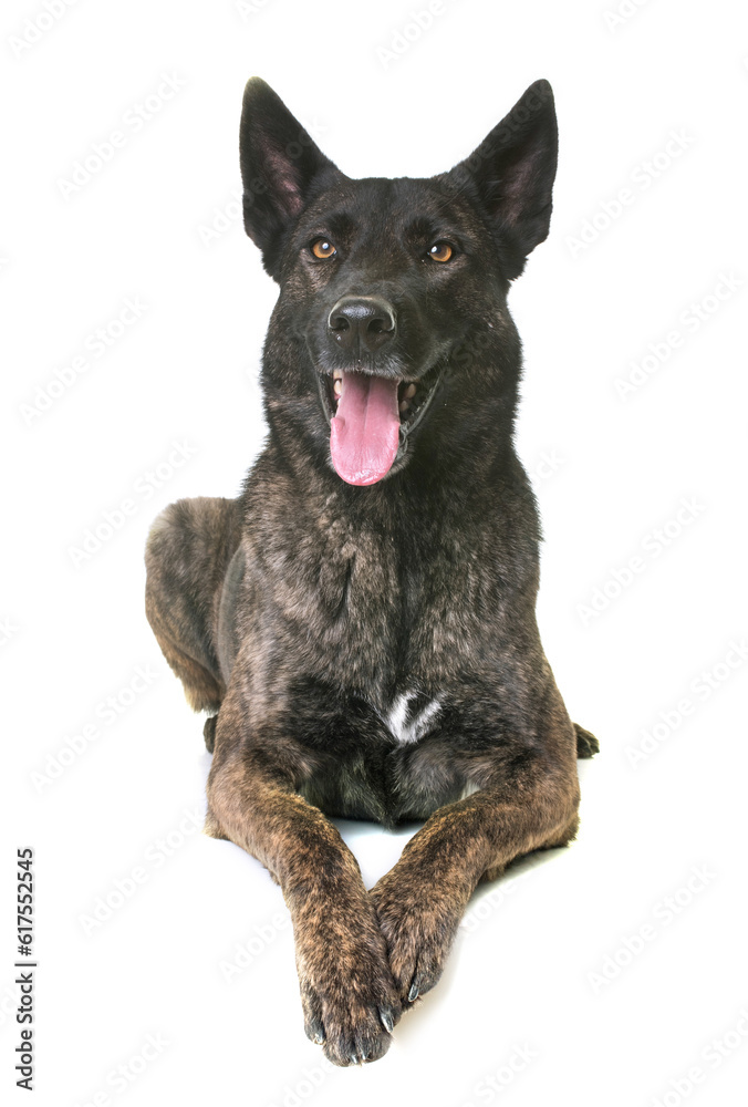 dutch shepherd  in front of white background