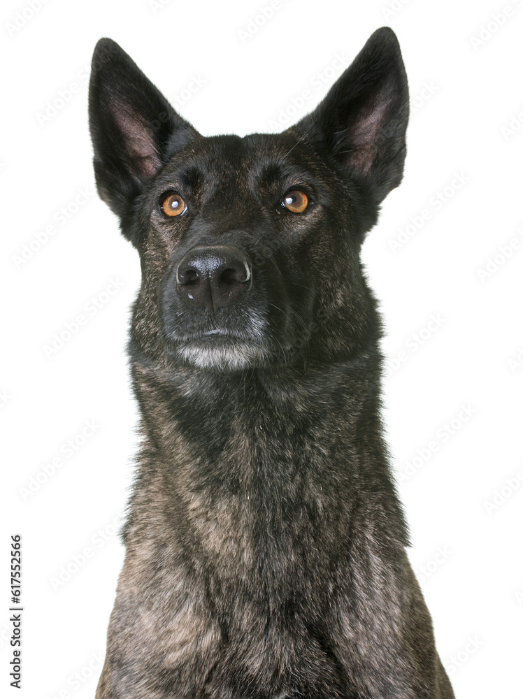 dutch shepherd in front of white background dutch shepherd in front of white background