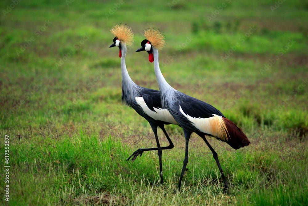 Obraz premium Two Grey Crowned Crane in Amboseli national park