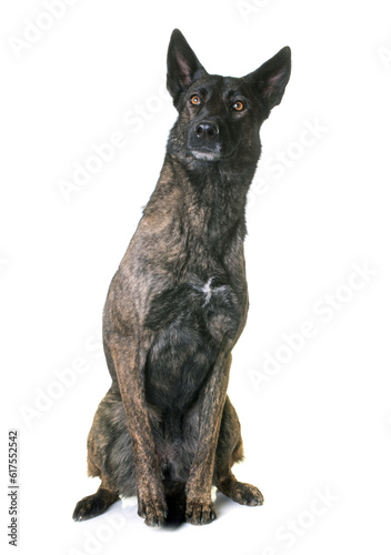 Photography dutch shepherd  in front of white background