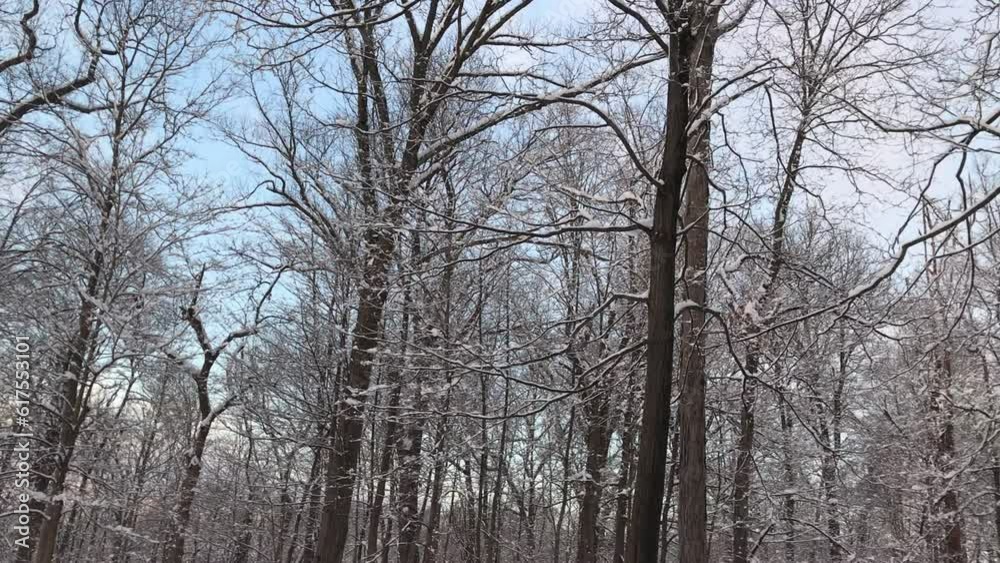 trees covered with snow after the snowstorm in February at the end of afternoon trees covered with snow after the snowstorm in February at the end of afternoon