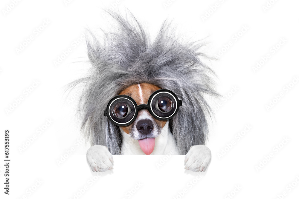 smart and intelligent jack russell dog with nerd glasses  wearing a grey hair  behind banner or placard, isolated on white background