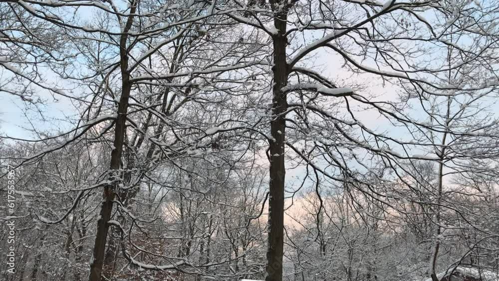 trees covered with snow after the snowstorm in February at the end of afternoon trees covered with snow after the snowstorm in February at the end of afternoon