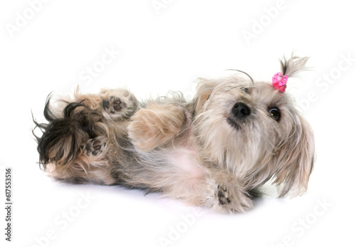 crossbred yorkshire terrier in front of white background