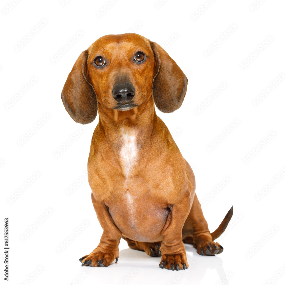 sitting and obedient dachshund or sausage dog looking to owner , isolated on white background