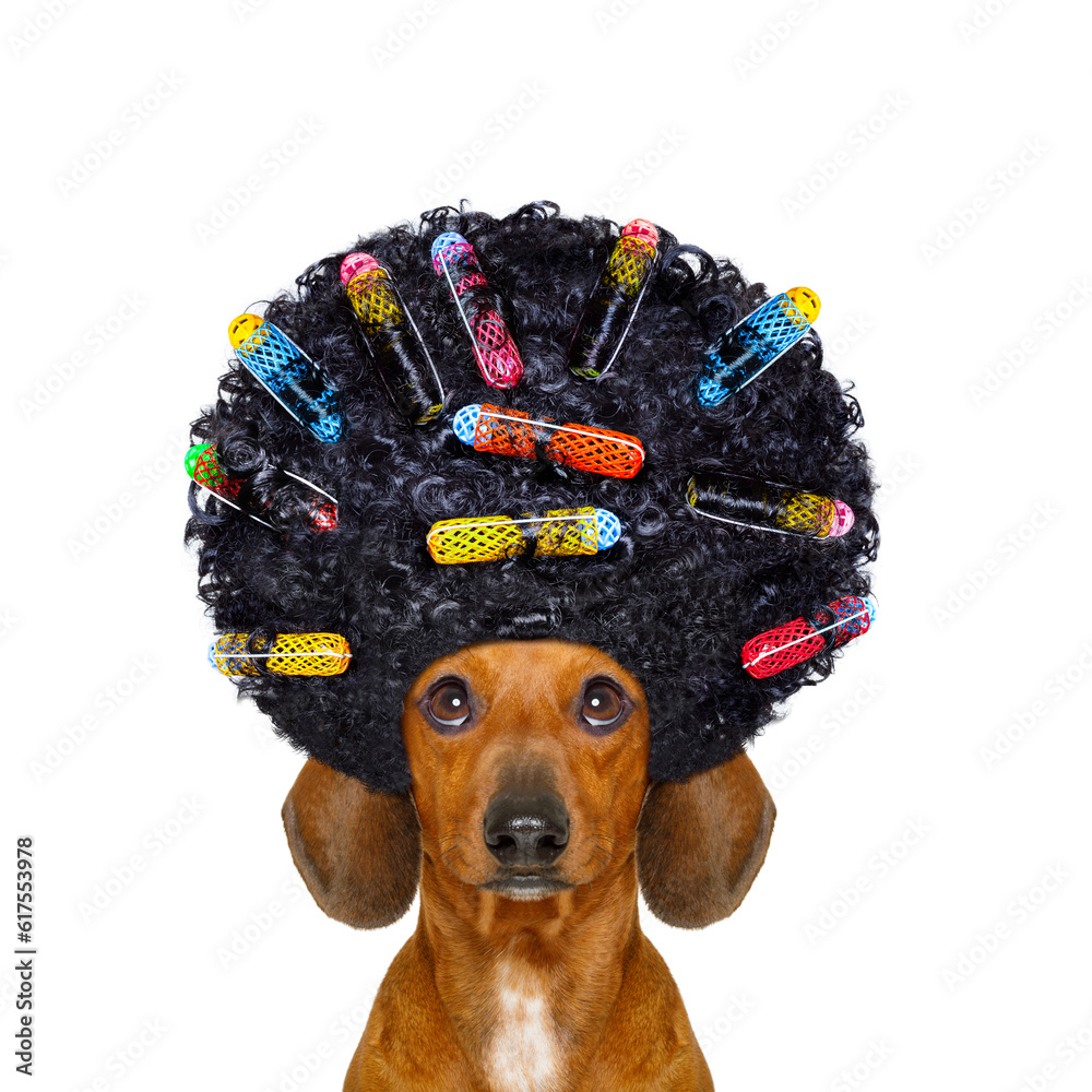 dachshund or sausage dog with hair rulers afro curly wig hair at the