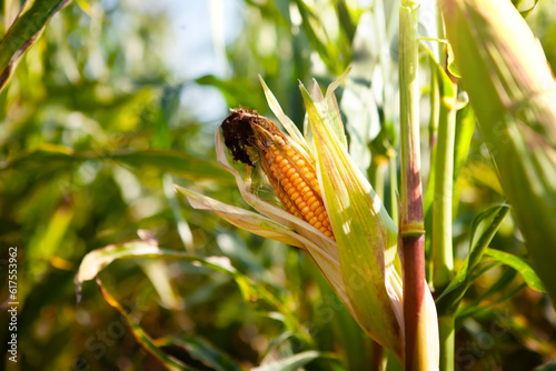 Ripe open cob of corn with grains, on a stalk. Harvest concept. © наталья саксонова