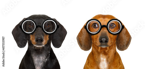 Fotografi couple of dumb  silly dachshund sausage dog wearing funny nerd glasses , isolate