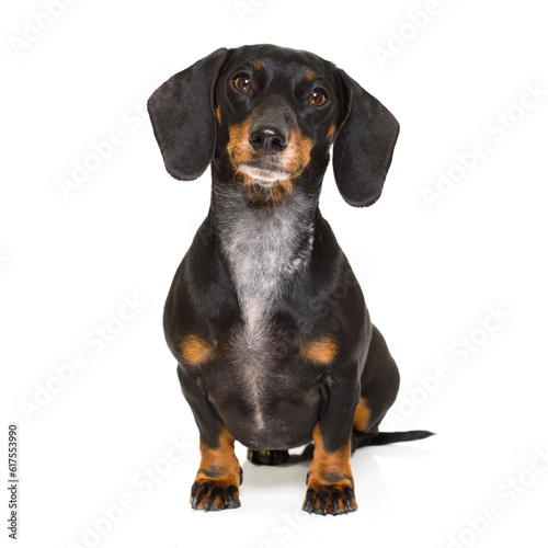 Fototapeta Naklejka Na Ścianę i Meble -  sitting and obedient dachshund or sausage dog looking to owner , isolated on white background