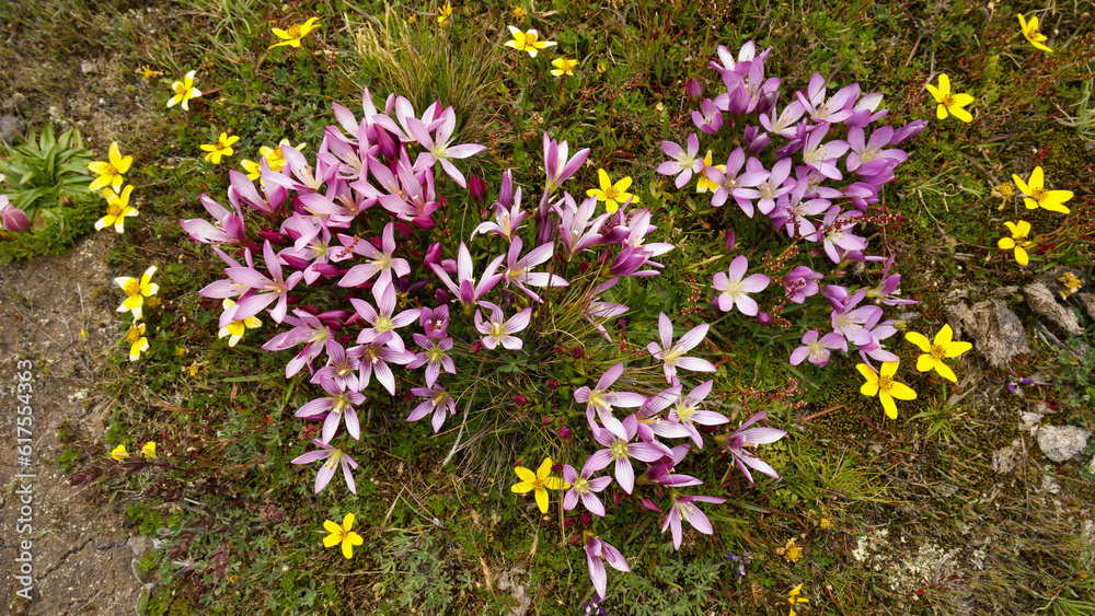 flores de los paramos flores de los paramos
