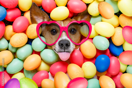 funny jack russell easter bunny  dog with eggs around on grass as background, sticking out tongue with sunglasses © Designpics