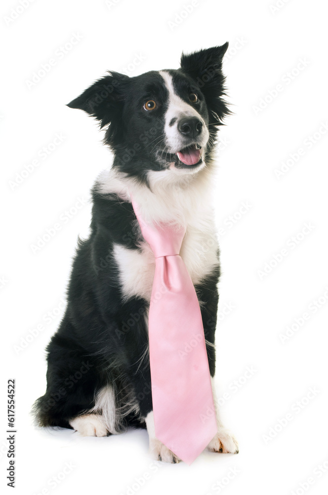 border collie in front of white background border collie in front of white background