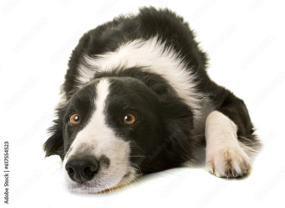 border collie in front of white background border collie in front of white background