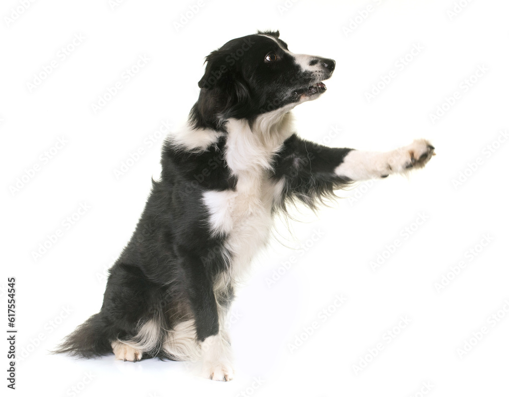 border collie in front of white background border collie in front of white background