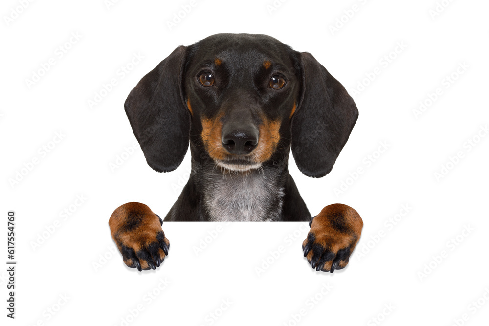 dachshund sausage  dog behind  a blank banner,placard or blackboard, isolated on white background