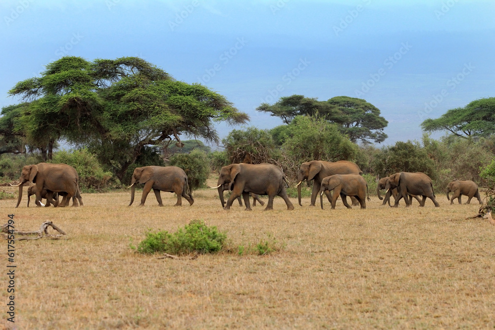 Elephants in Amboseli national park in Kenia Elephants in Amboseli national park in Kenia