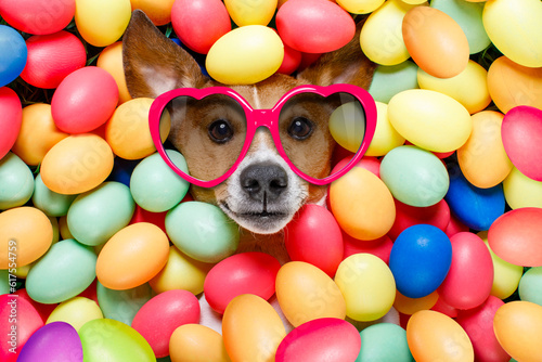 funny jack russell easter bunny  dog with eggs around on grass as background, wearing sunglasses © Designpics
