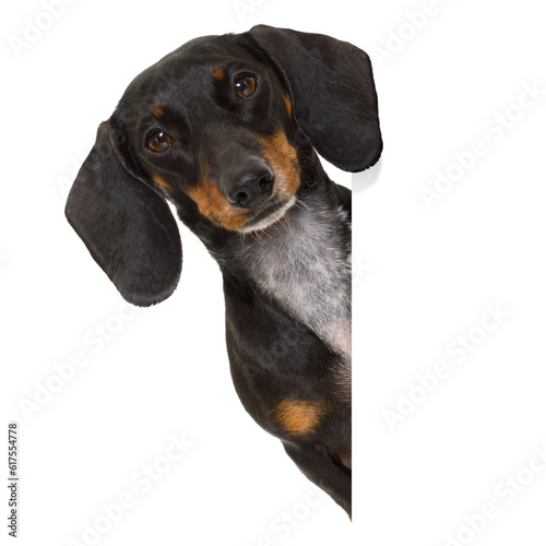dachshund sausage  dog behind  a blank banner,placard or blackboard, isolated on white background © Designpics