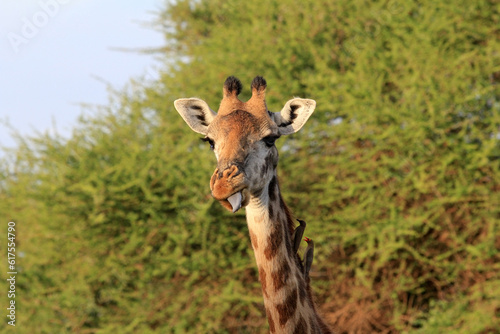 Free Giraffe with birds in Tsavo National Park. Kenya