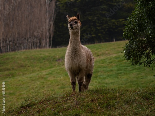 Goofy light brown alpaca farm animal with wet fur and teeth sticking out standing in green grass enclosure, New Zealand