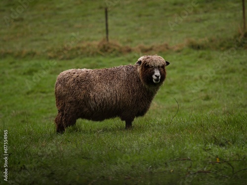 Brown sheep farm animal with thick dirty wet wool standing in green grass enclosure in Canterbury New Zealand