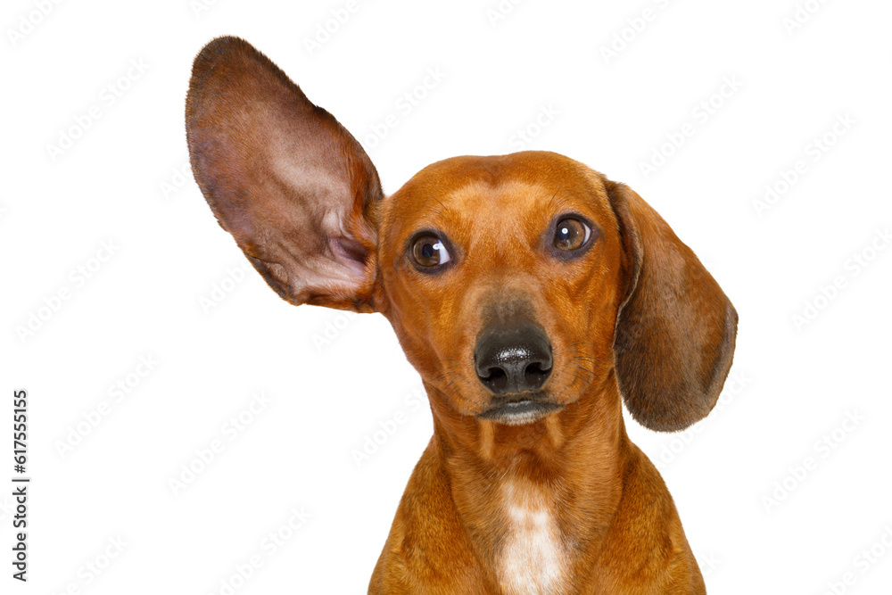 dachshund or  sausage dog listening with one ear very carefully , isolated on white background