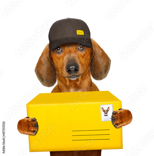 dachshund sausage dog delivering a big yellow package as a postman with cap , isolated on white background © Designpics