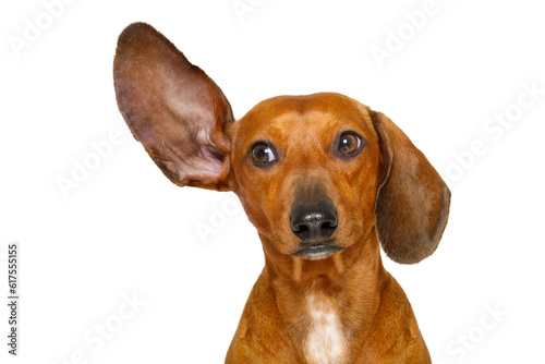 dachshund or  sausage dog listening with one ear very carefully , isolated on white background © Designpics