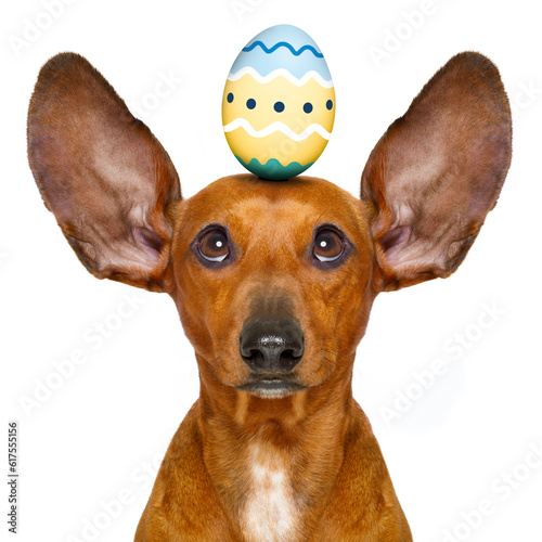 funny dachshund sausage dog easter bunny with egg on head , looking up, isolated on white background