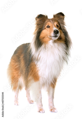 shetland sheepdog in front of white background photo