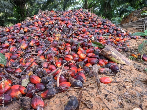 brondolan of oil palm fruit is still fresh photo