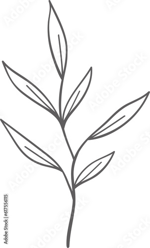 plant leaves 173